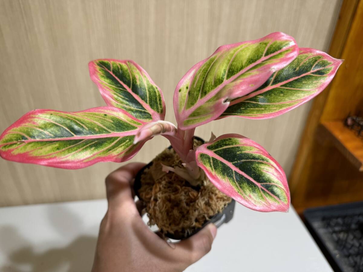 アグラオネマ　ロータス　デライト【写真現物】Aglaonema Lotus Delight【HEIAN】_画像2