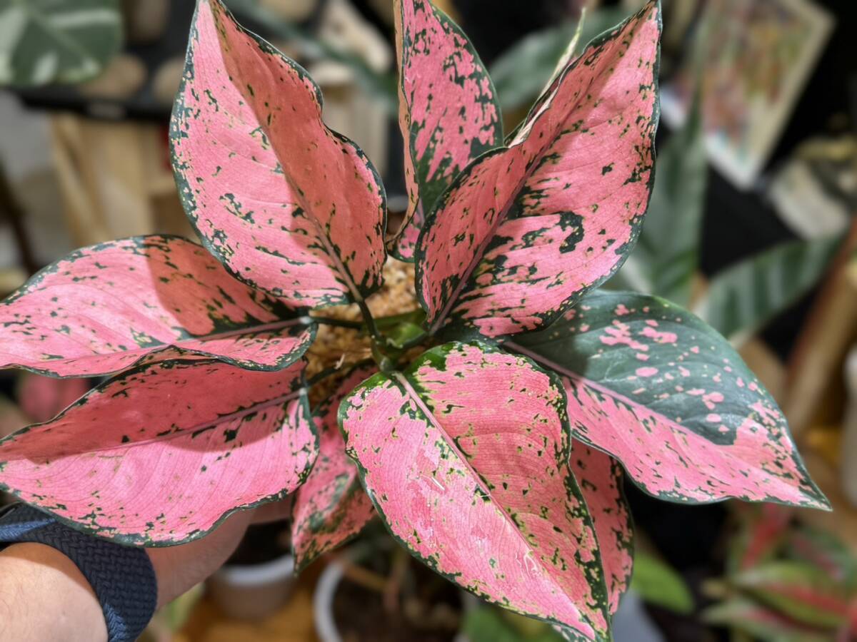 アグラオネマ　ピンクミリオネア　写真現物　Aglaonema Sp Pink millionair【HEIAN】_画像4