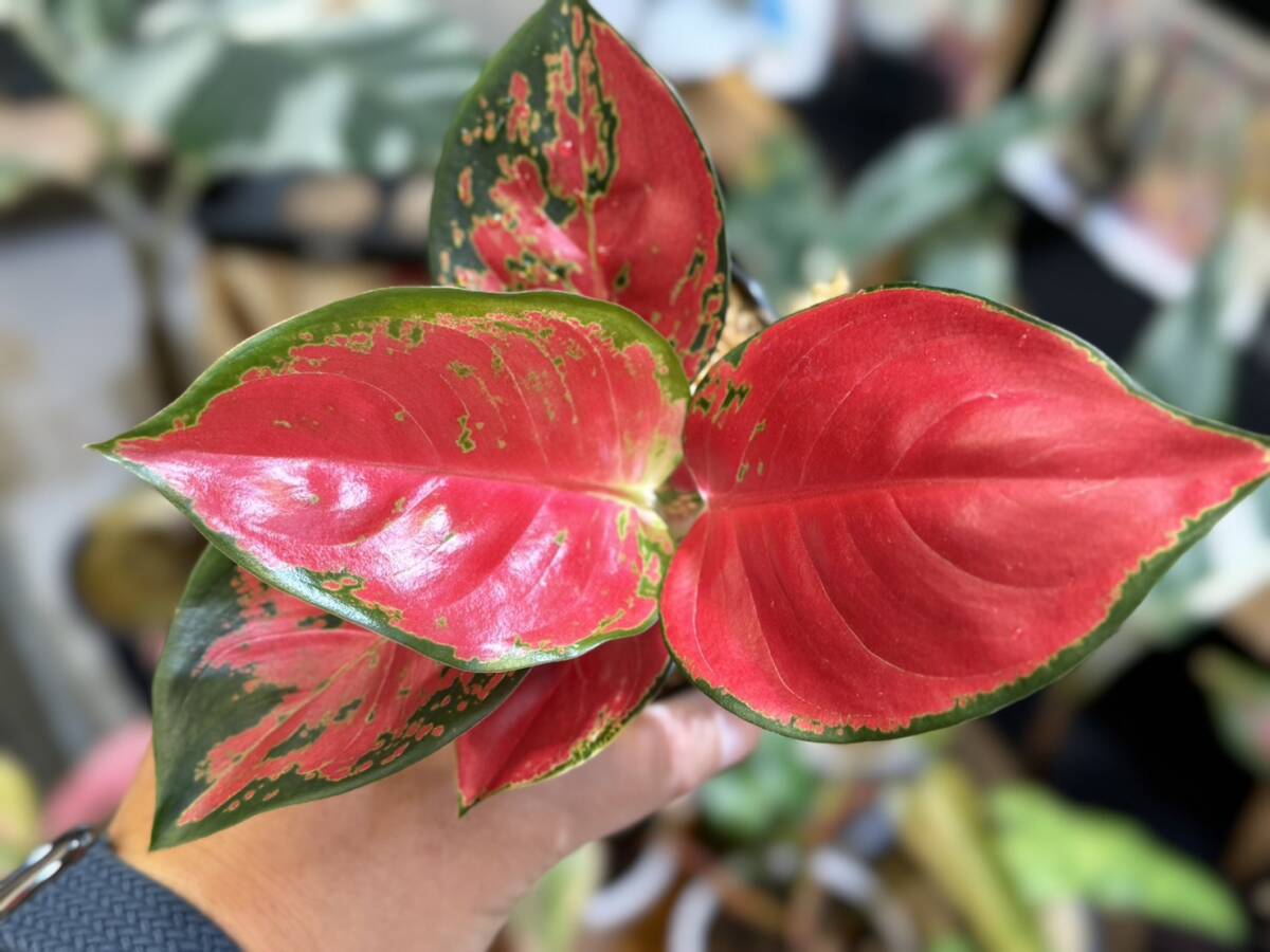 漆赤　アグラオネマ　レッドスクソム　ジャイポン　写真現物　Aglaonema Sp Red Suksom Jaipong【HEIAN】_画像6