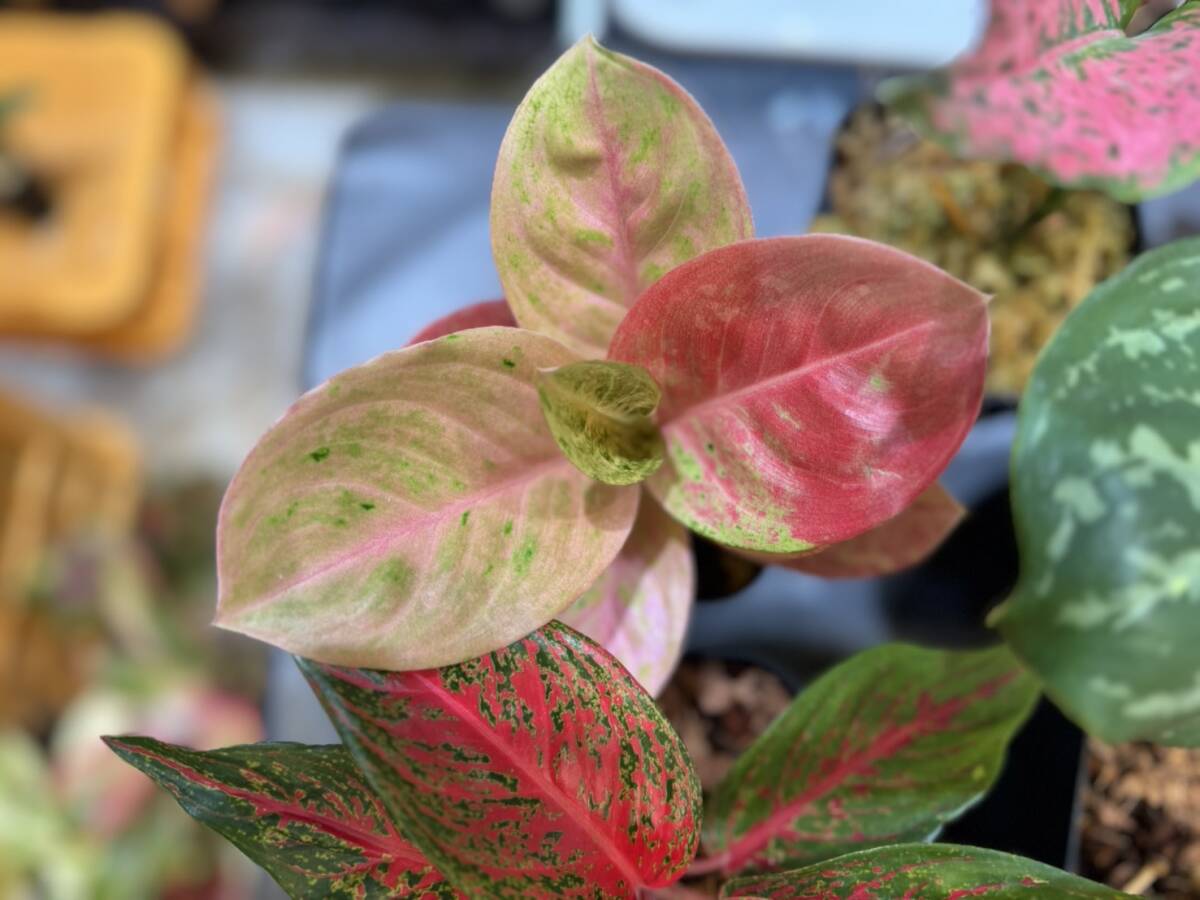 アグラオネマ究極の5種5本セット　斑入り　写真現物　Aglaonema Sp【HEIAN】_画像8