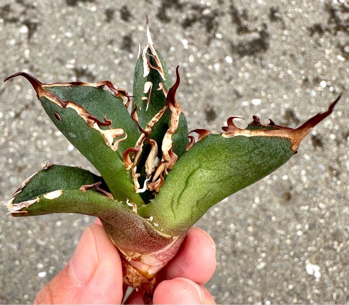 アガベ 多肉植物 チタノタ 鬼爪 厳選極上棘狂刺美株_画像6