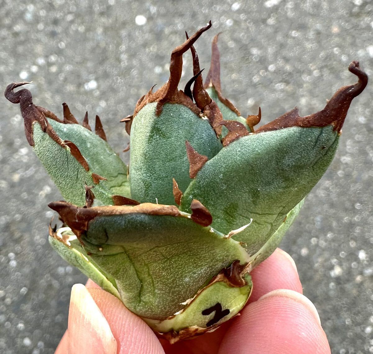 アガベ 多肉植物　チタノタ ハデス 恐竜牙歯 厳選優良血統極上棘狂刺美株_画像5