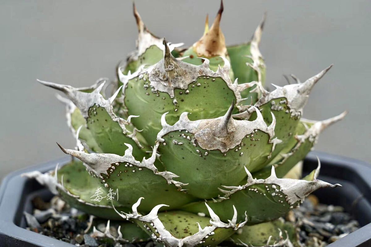 Yahoo!オークション - アガベ チタノタ 多肉植物 Mesmerizing Yahoo!オークション - アガベ チタノタ 多肉植物 Mesmerizing