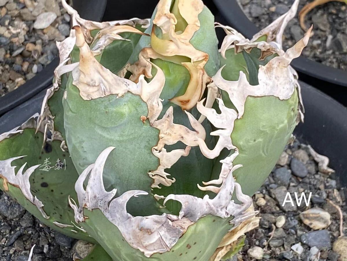 アガベ チタノタ 多肉植物　Mesmerizing Spines-AW 毒刺優良血統厳選狂刺美株　発根済み_画像1