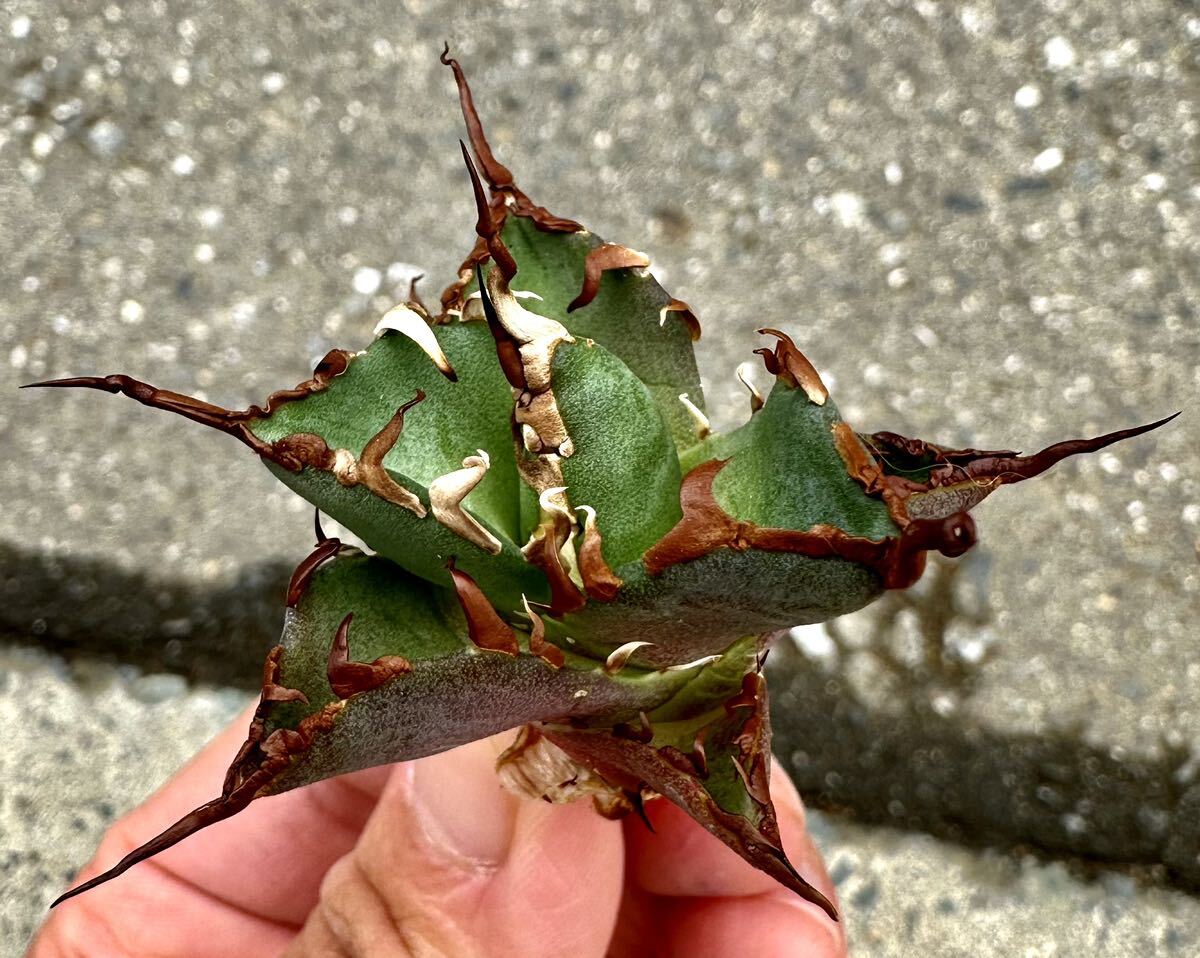 アガベ 多肉植物 チタノタ　ハデス　恐竜牙歯　厳選超極上棘陽炎狂刺美株_画像2