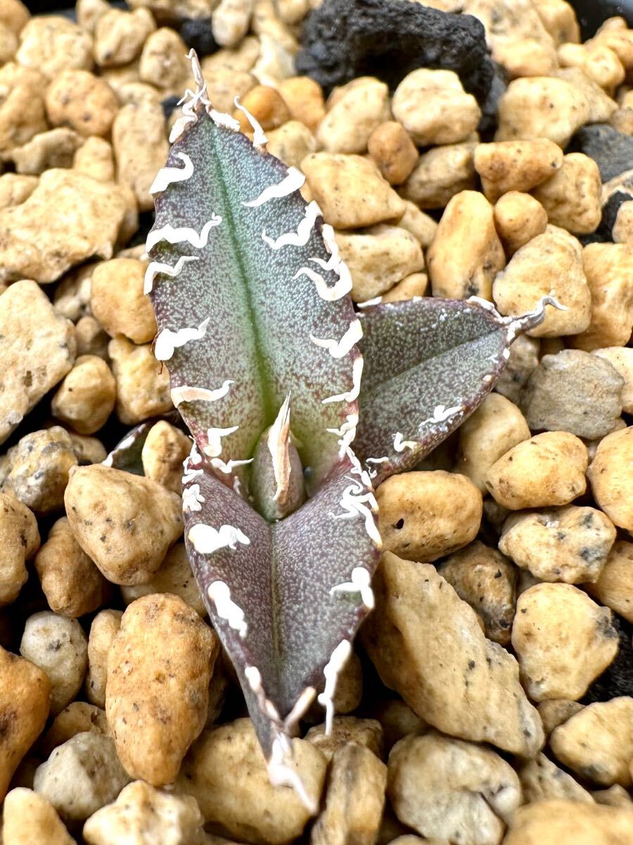 アガベ チタノタ 多肉植物　Mesmerizing Spines-AW 毒刺優良血統厳選狂刺美株　発根済み_画像6