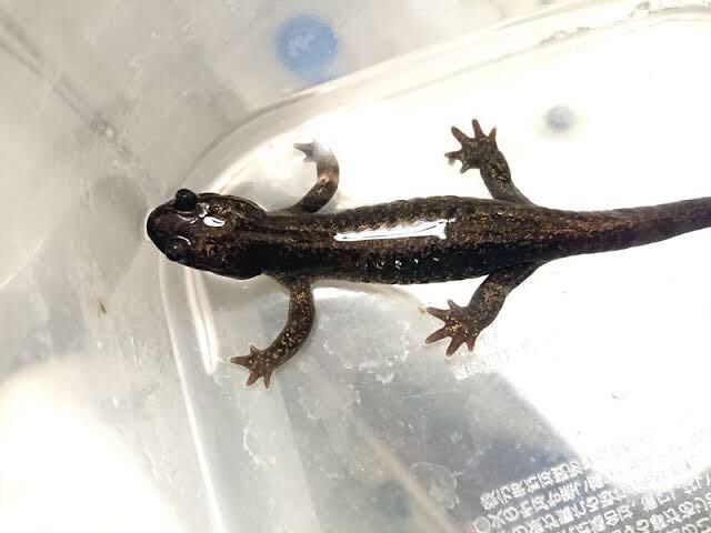 Geckos of Madagascar, the Seychelles, Comoros and Mascarene Islands TERRALOG Volume 12 テラログ ヤモリ マダガスカル 洋書 図鑑 - 爬虫類、両生類 Geckos of Madagascar, the Seychelles, Comoros and Mascarene Islands TERRALOG Volume 12 テラログ ヤモリ マダガスカル 洋書 図鑑 - 爬虫類、両生類