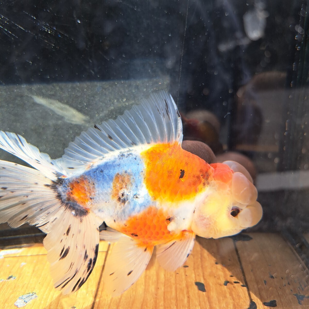 ki.fish Suzuki series higashi .2 -years old male kind parent .