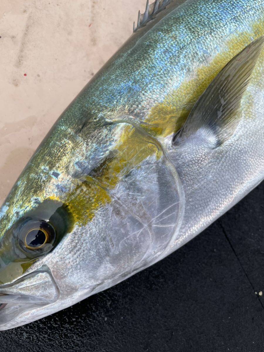 活〆天然　ヒラマサ　２尾　６キロ　冷凍鮮魚_画像1