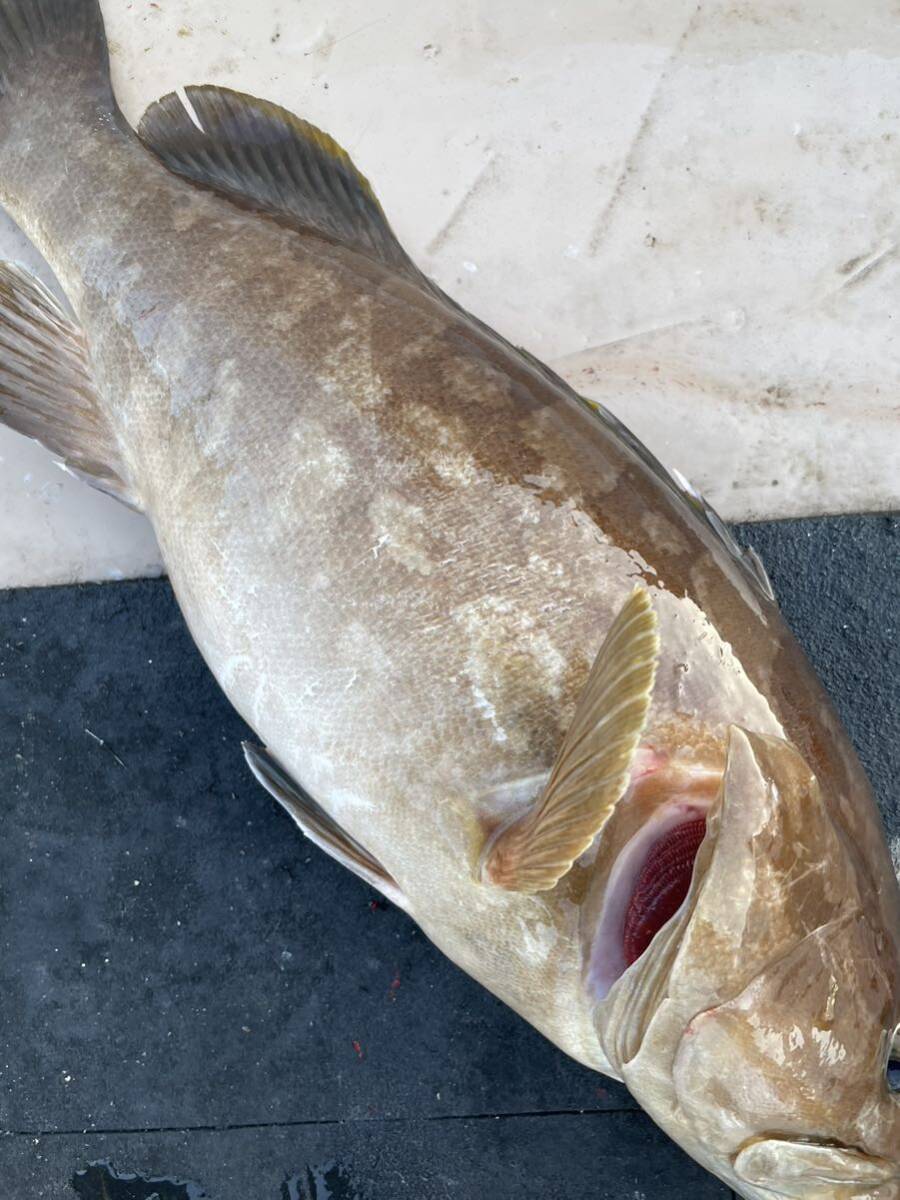 冷蔵 天然活〆クエ ５．１キロ 冷蔵鮮魚 アラ・モロコの画像5