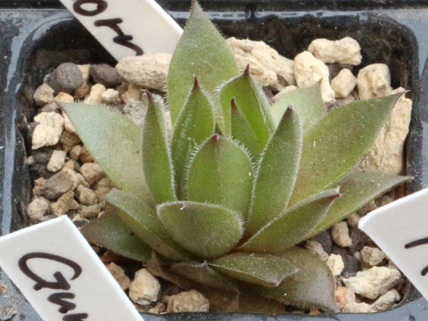 輸入センペルビブム【3】Unicorn(多肉植物 sempervivum センペルビューム 高山植物 センペル センペルビウムの画像2