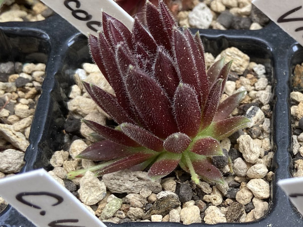 輸入センペルビブム【8】Rococo(多肉植物 sempervivum センペルビューム 高山植物 センペル センペルビウム_出品苗です