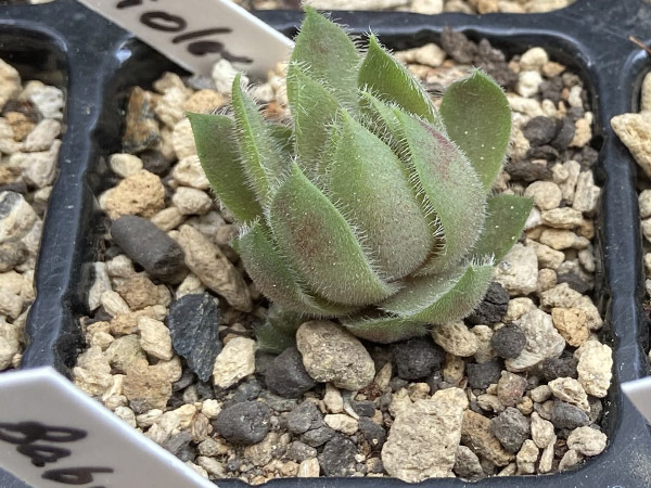 輸入センペルビブム【9】Violet Queen(多肉植物 sempervivum センペルビューム 高山植物 センペル センペルビウム_出品苗です