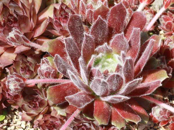 輸入センペルビブム【13】Poke Eat(多肉植物 sempervivum センペルビューム 高山植物 センペル センペルビウム_※親株見本です(出品苗ではございません)