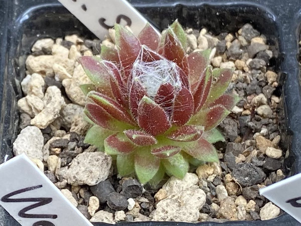 輸入センペルビブム【25】arach.Stansfieldii(多肉植物 sempervivum センペルビューム 高山植物 センペル センペルビウム_出品苗です