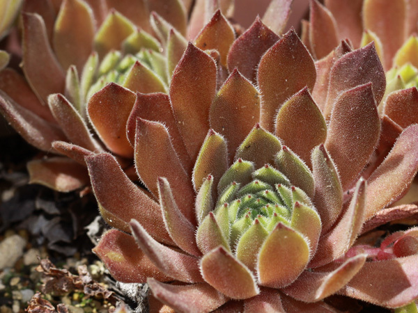 輸入センペルビブム【40】Martin(多肉植物 sempervivum センペルビューム 高山植物 センペル センペルビウム_※親株見本です(出品苗ではございません)