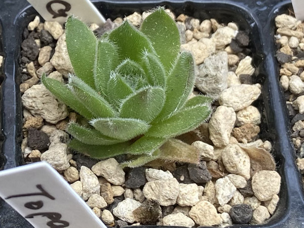 輸入センペルビブム【46】Green Gables(多肉植物 sempervivum センペルビューム 高山植物 センペル センペルビウム_出品苗です