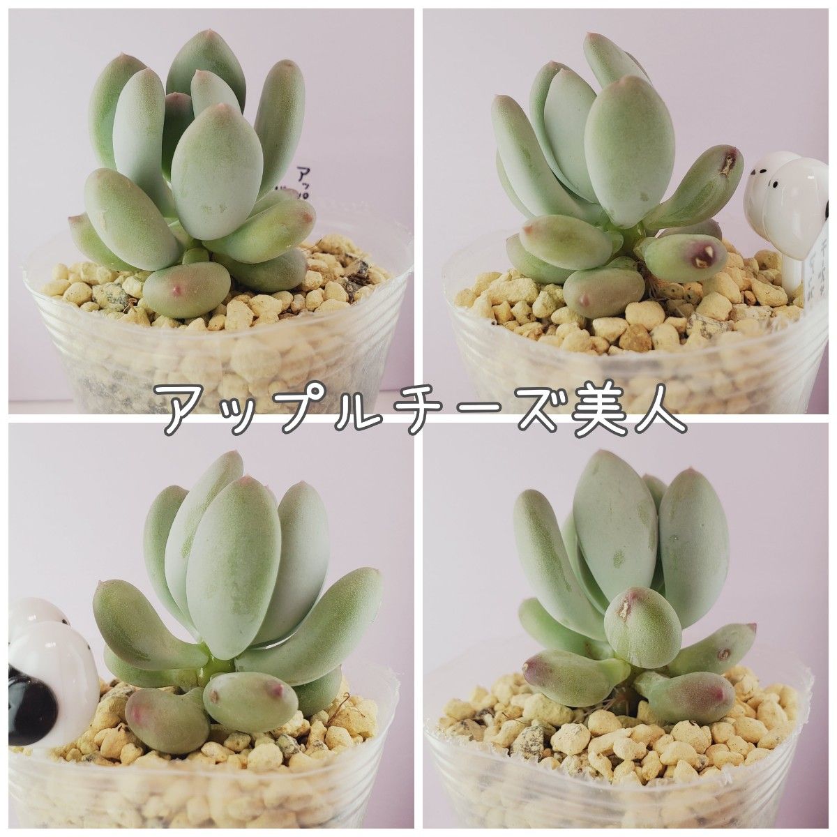 多肉植物 6苗セット+おまけ 1-C アプリコットビューティー 多肉植物 6苗セット+おまけ 1-C アプリコットビューティー