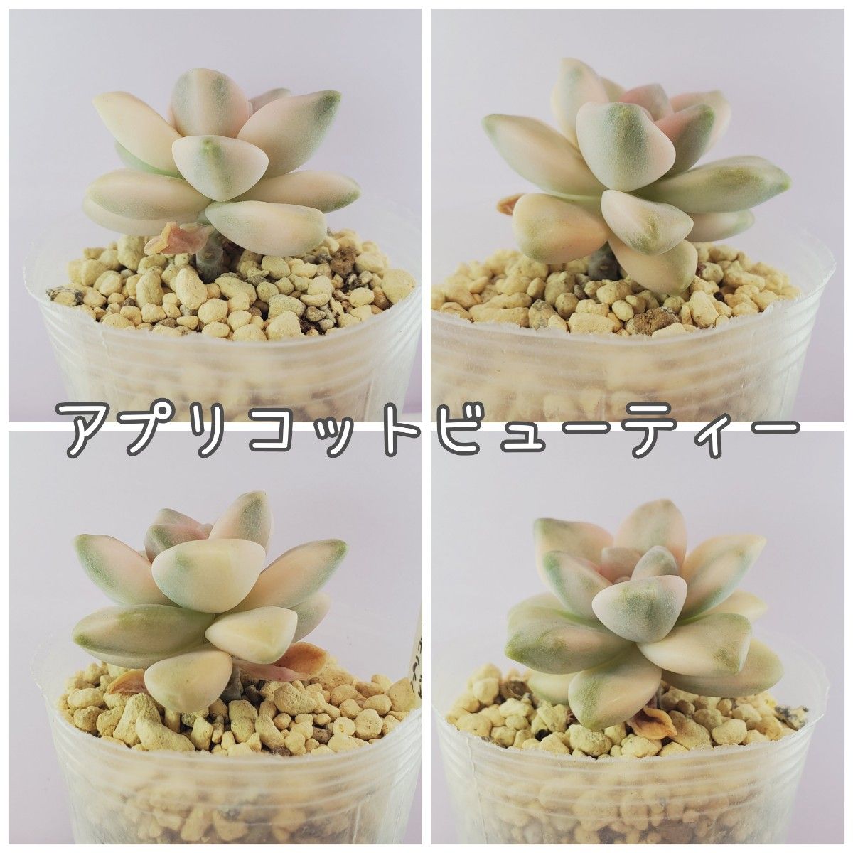 多肉植物 6苗セット+おまけ 1-C アプリコットビューティー 多肉植物 6苗セット+おまけ 1-C アプリコットビューティー