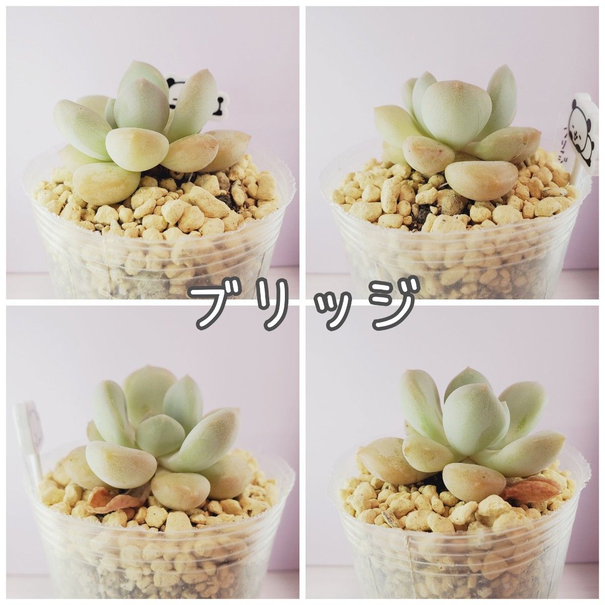 多肉植物 6苗セット+おまけ 1-D モモチーズ ティファニー 多肉植物 6苗セット+おまけ 1-D モモチーズ ティファニー