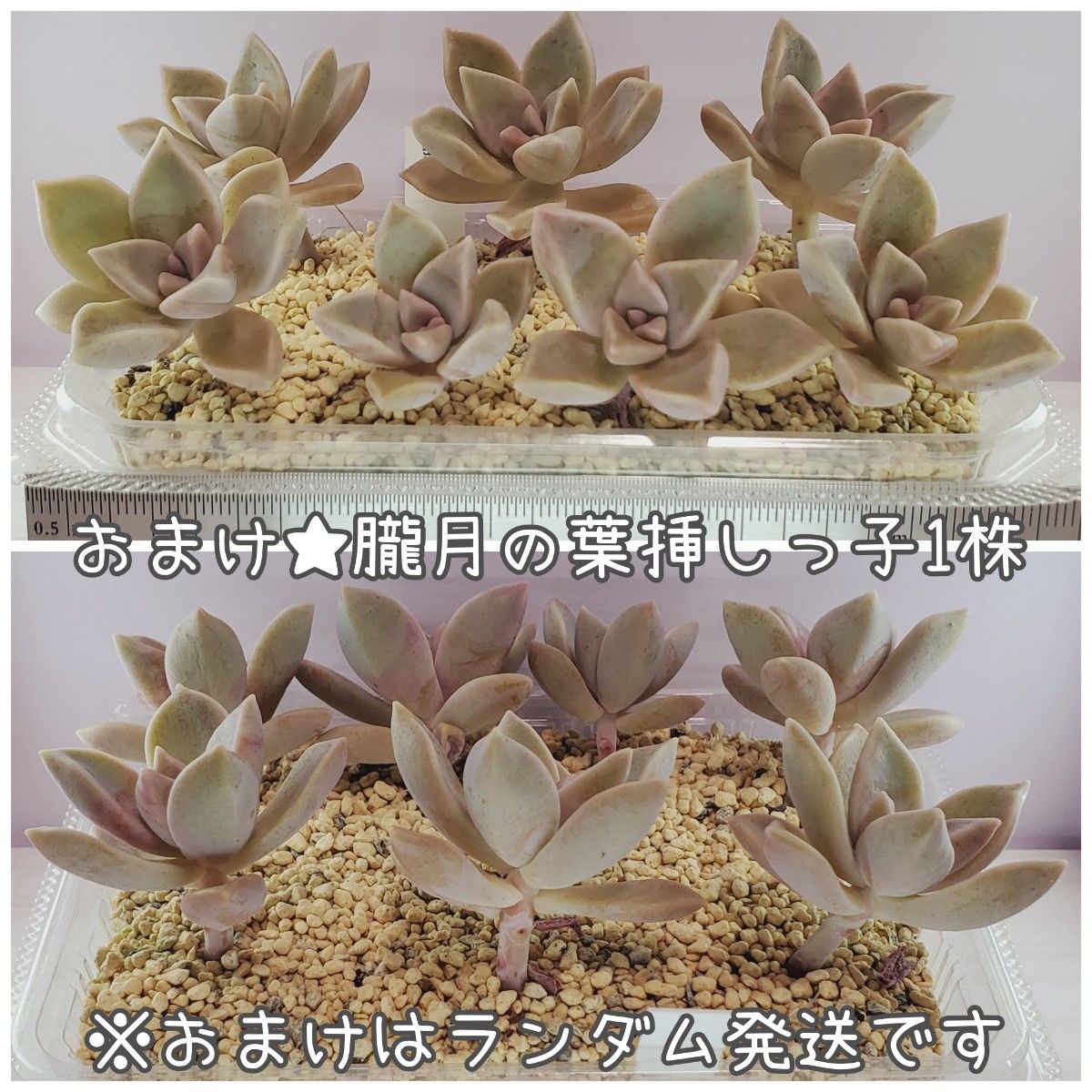 多肉植物 6苗セット+おまけ 1-F ぶどうチーズ レモンベリー ホワイトエレガンス 樹氷 スノーチーズケーキ グレープフルーツガ