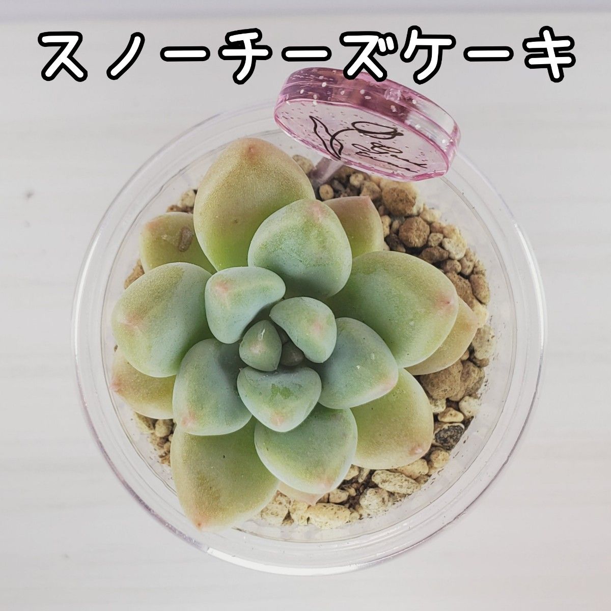 多肉植物 5苗セット+おまけ 2-B スノーチーズケーキ ジェニー 多肉植物 5苗セット+おまけ 2-B スノーチーズケーキ ジェニー