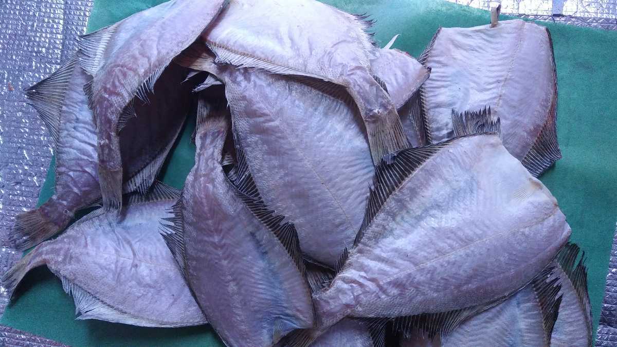( fish ) salted and dried overnight .. flatfish large 5 sheets 