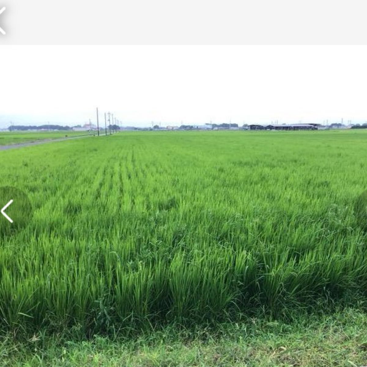 自然からの贈り物 農薬・化学肥料不使用 「はたはったん」R5年産　玄米2kg 群馬県産