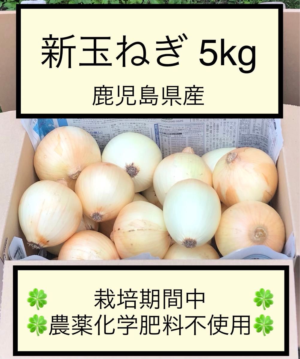 新玉ねぎ 七宝 5kg 栽培期間中農薬化学肥料不使用