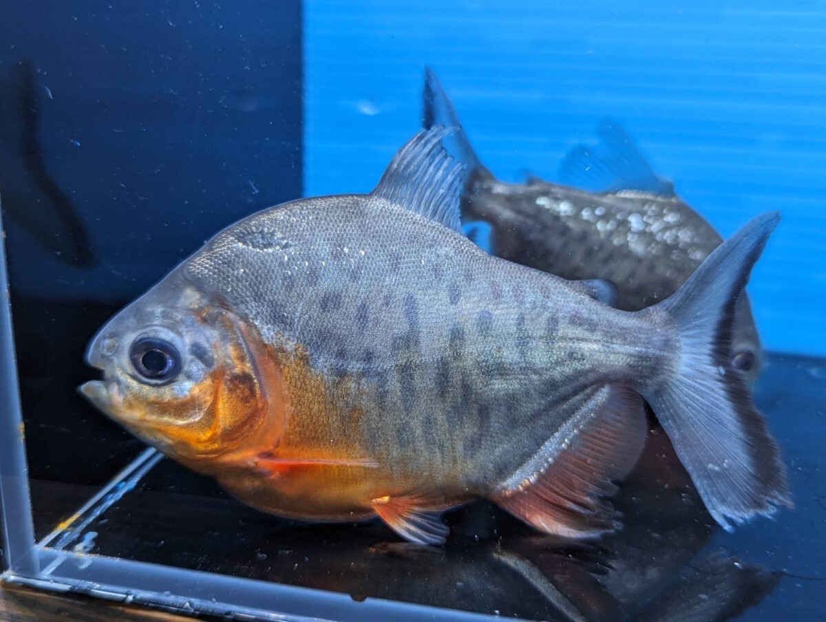 レッドコロソマ ４匹セット 約10cm 食欲旺盛！！ 飼育しやすい◎ アロワナのお供に★ 色味カッコよく育ってます！【発送日指定可能】_画像1