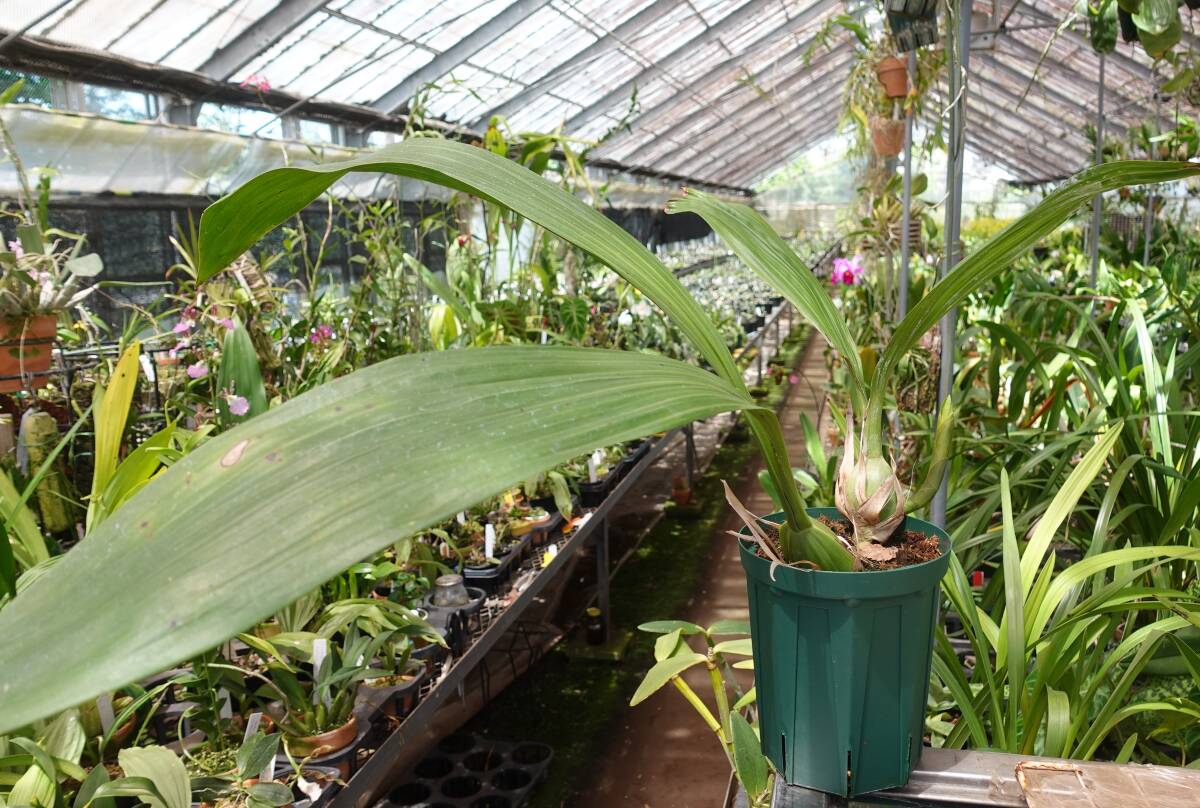 洋ラン　原種　Coelogyne pandurata 'Genting highland’　巨大輪　セロジネ パンデュラータ　グンティンハイランド　花芽付き_画像8