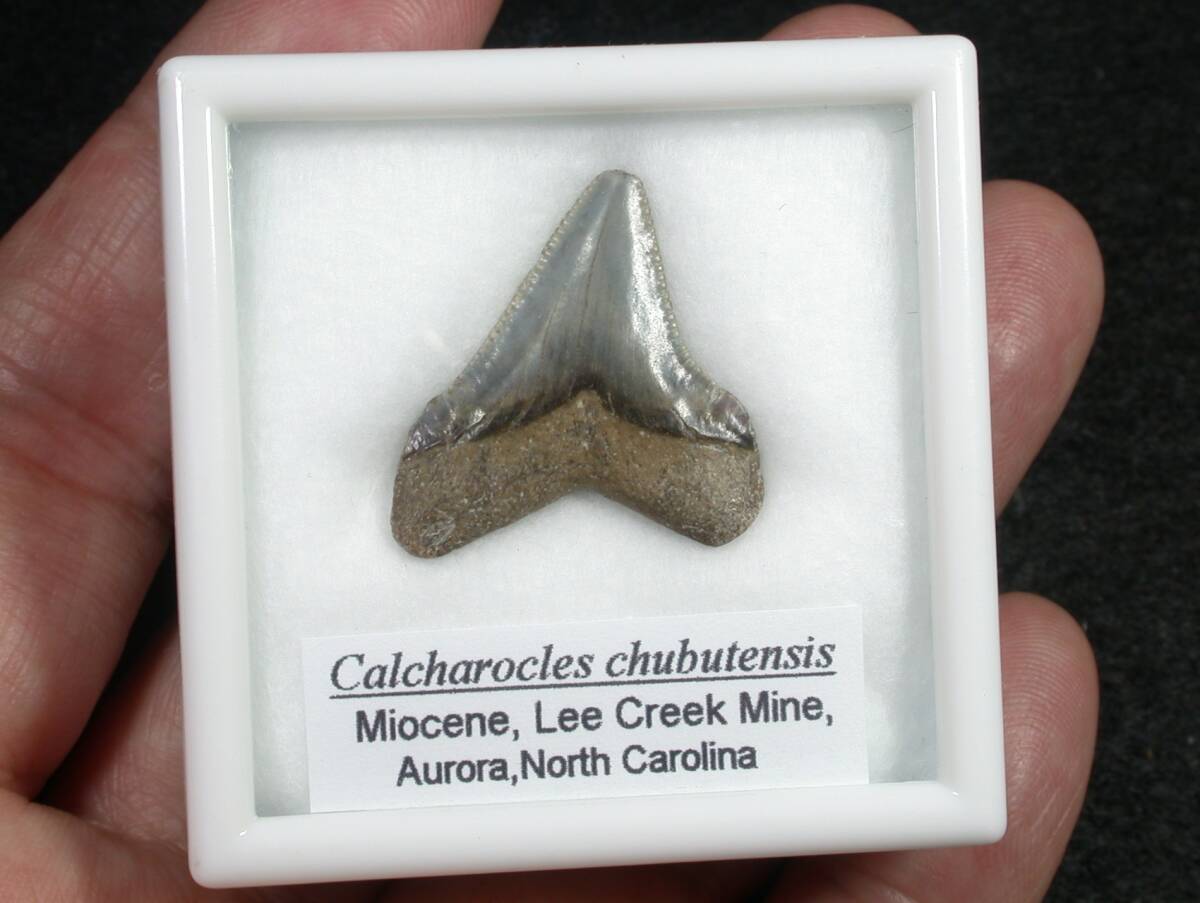 サメの歯　Calcharocles cubutensis_画像1
