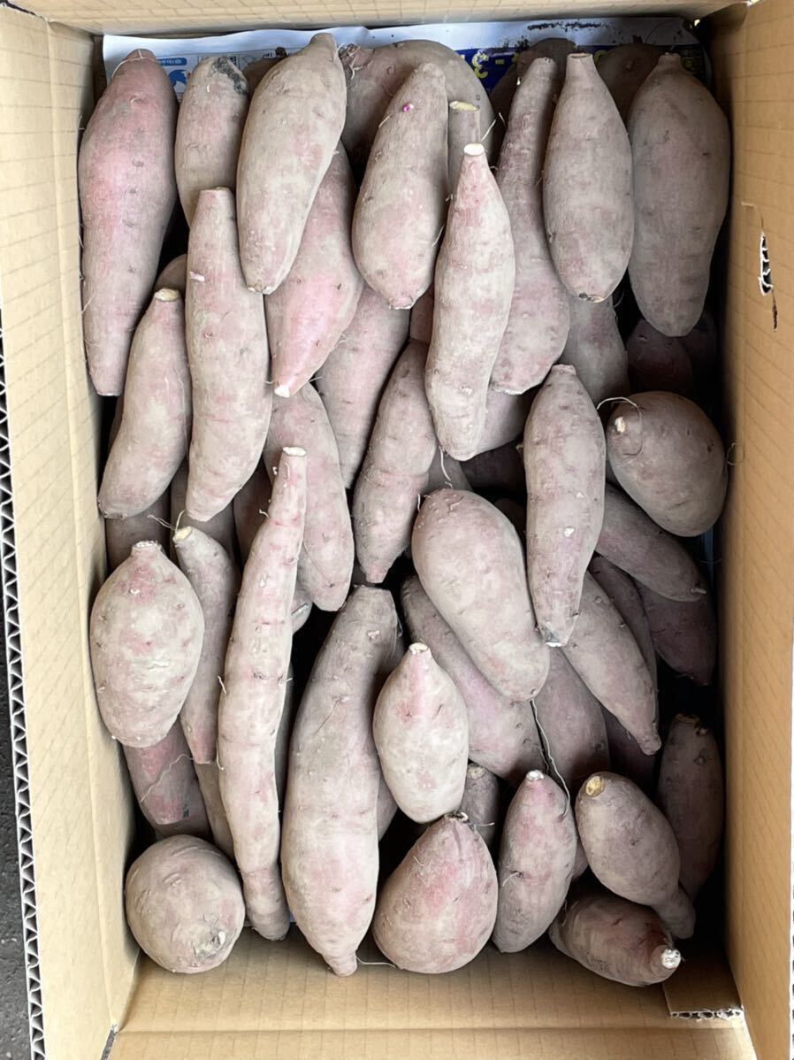 [ Ibaraki prefecture production ]. is .. small size 5 kilo sweet potato bite roasting .. camp .. fire barbecue 