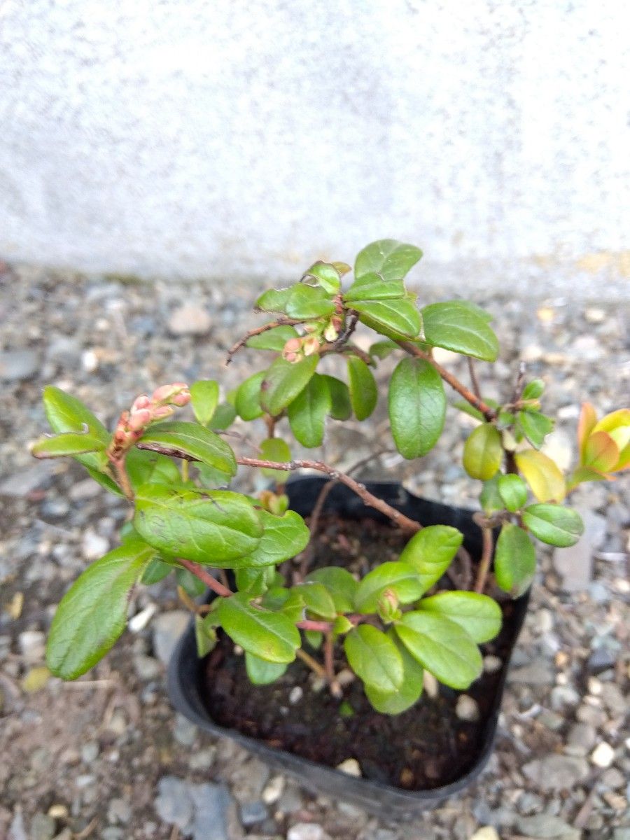 リンゴンベリー（コケモモ）　健康果樹 　抜き苗