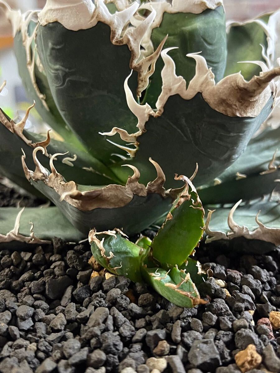 [AGAVE TITANOTAchitanotaBAKEMONO super chitanota demon ]. stock 