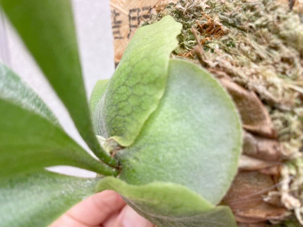 ** recommended *****storm***!! large ..!! staghorn fern Platycerium 