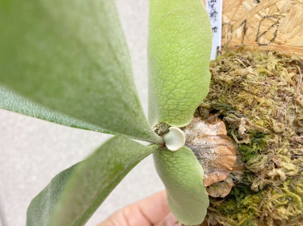 **** ultimate comfort bird ****!! perhaps . elegant series!! staghorn fern Platycerium 