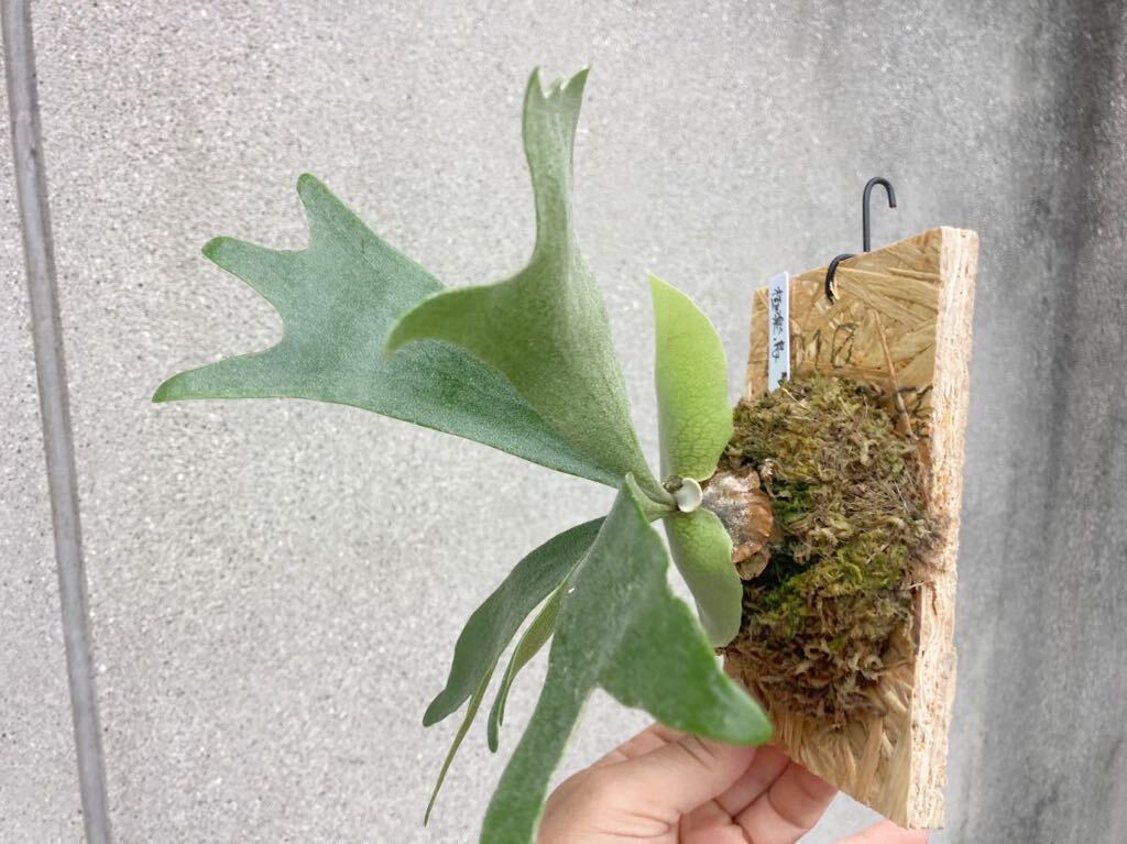 **** ultimate comfort bird ****!! perhaps . elegant series!! staghorn fern Platycerium 