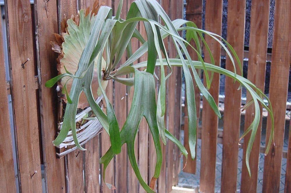 *snow white *!! white series!!Platycerium staghorn fern Platycerium 