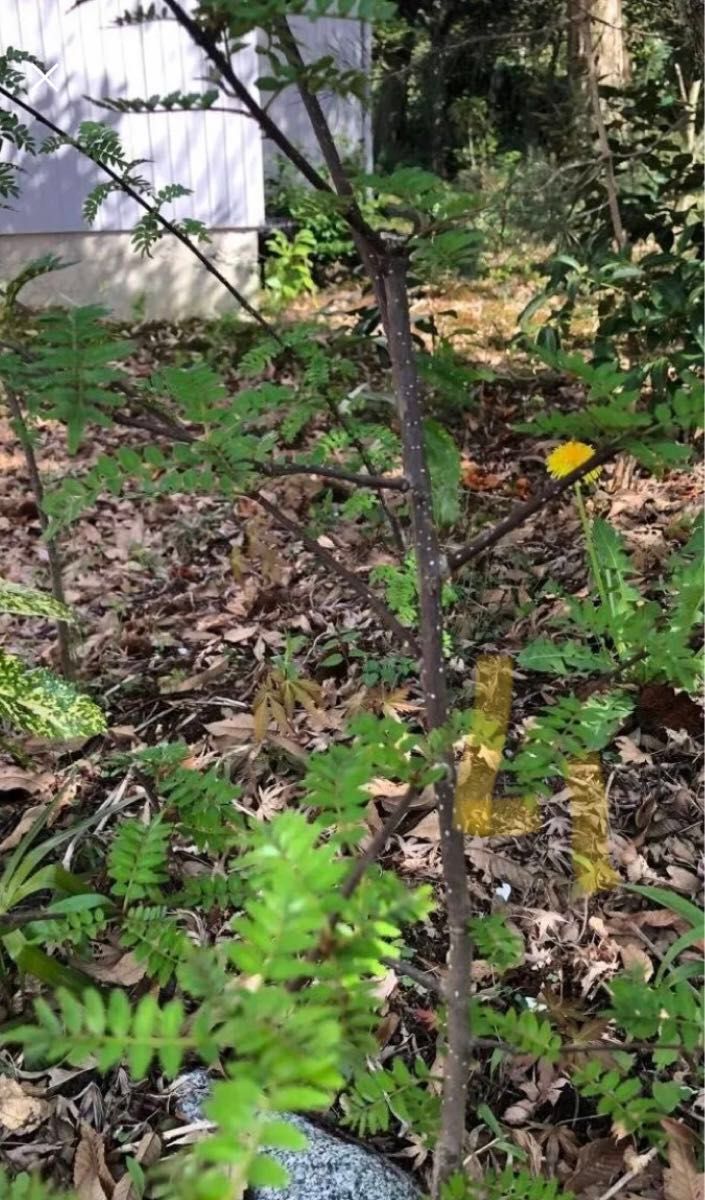 山椒の葉　10cm位 100枚以上　サンショウ　香味　アゲハ蝶幼虫の餌　薬味　枝付き