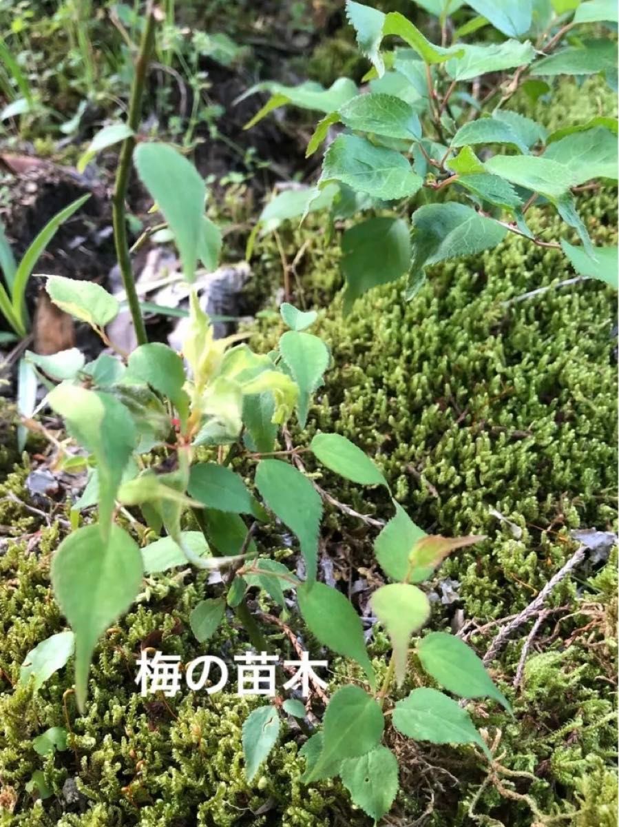 観葉植物　ウメ　うめ　梅の苗木　サイズ15〜20cm程度　３株