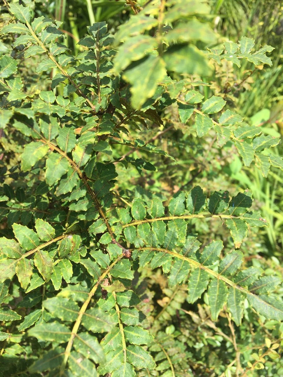 山椒の葉　10cm位 100枚以上　サンショウ　香味　アゲハ蝶幼虫の餌　薬味　枝付き