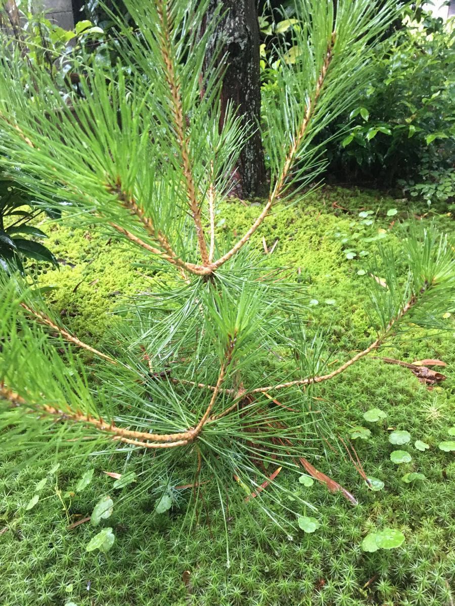 よしつね様専用です。観葉植物　松　苗木6株　サイズ15〜20cm程度