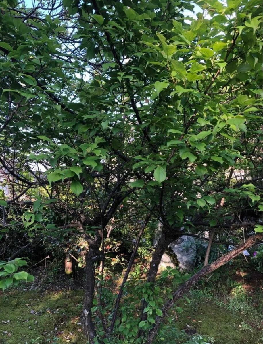 観葉植物　ウメ　うめ　梅の苗木　サイズ15〜20cm程度　３株
