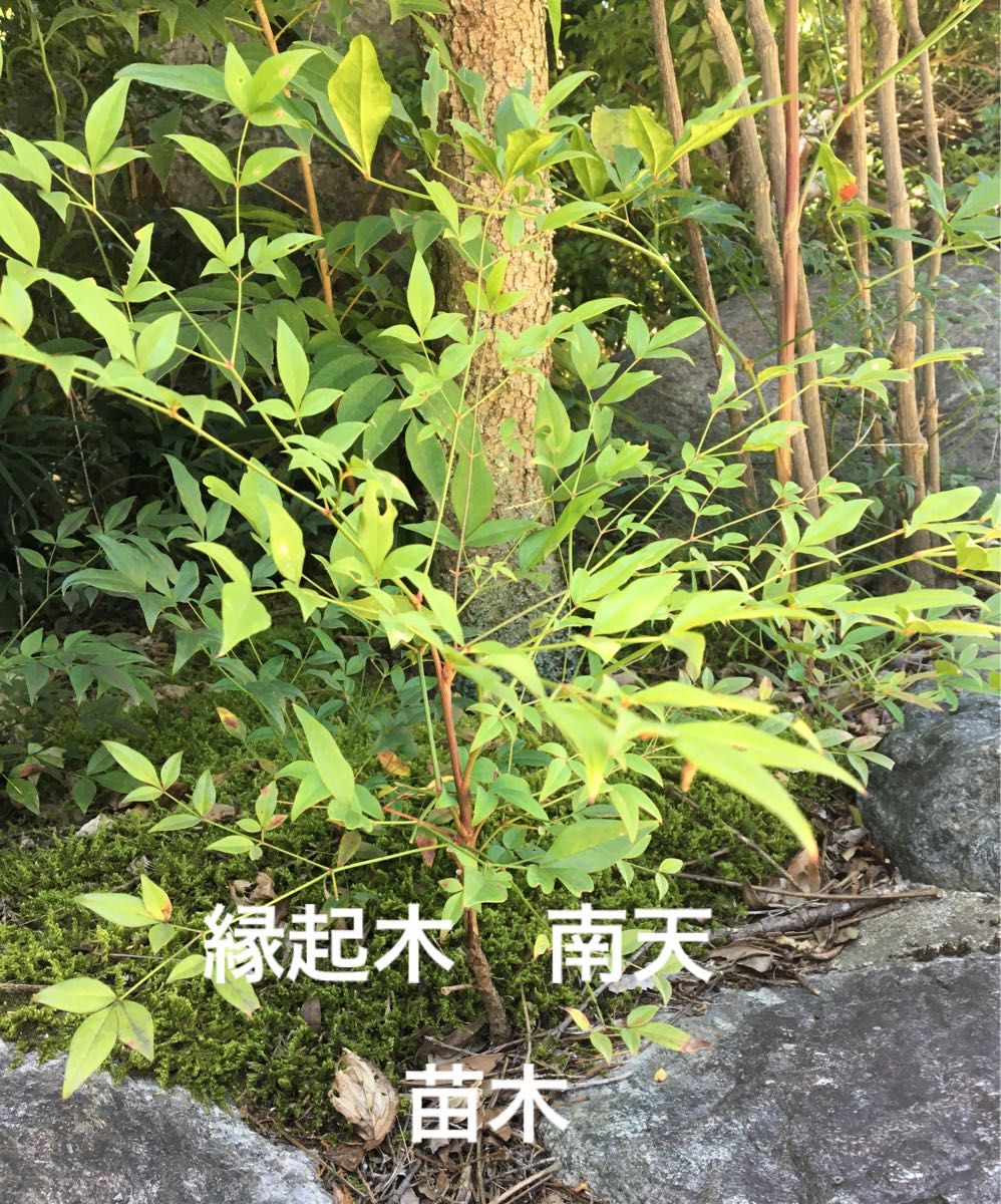 観葉植物　南天　ナンテン　なんてん　苗木3株　縁起木　サイズ約15〜20cm