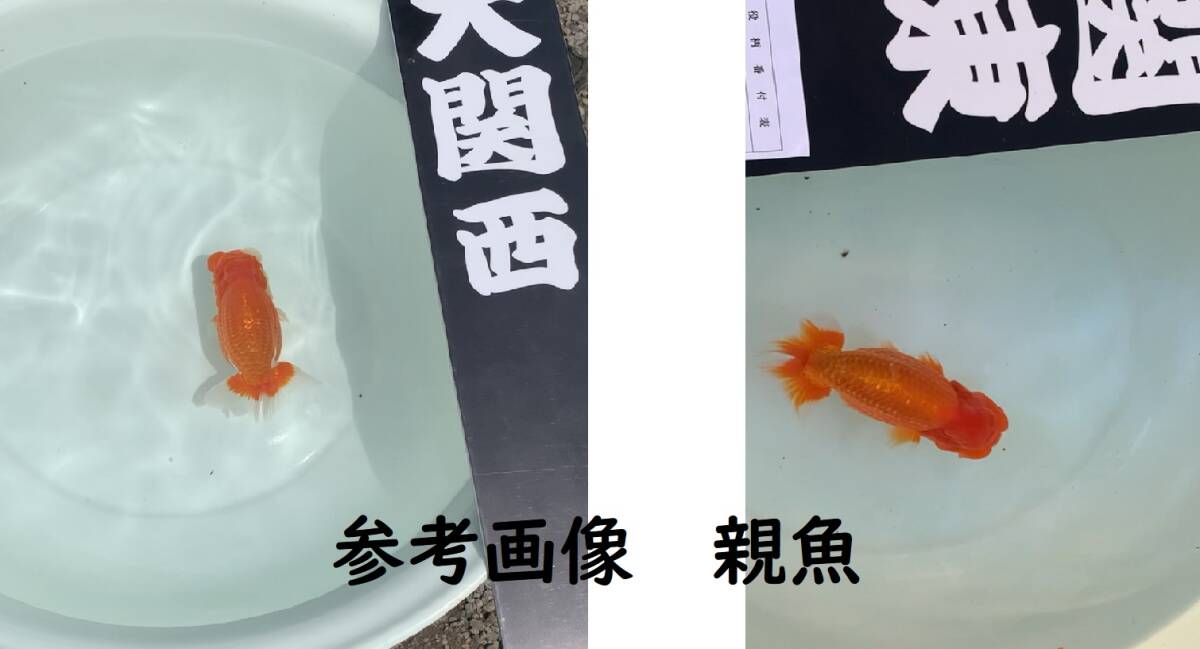 豊玉らんちゅう　当歳魚１３匹　色変わり　研究会・種　（参考画像　親魚画像あり）_画像8