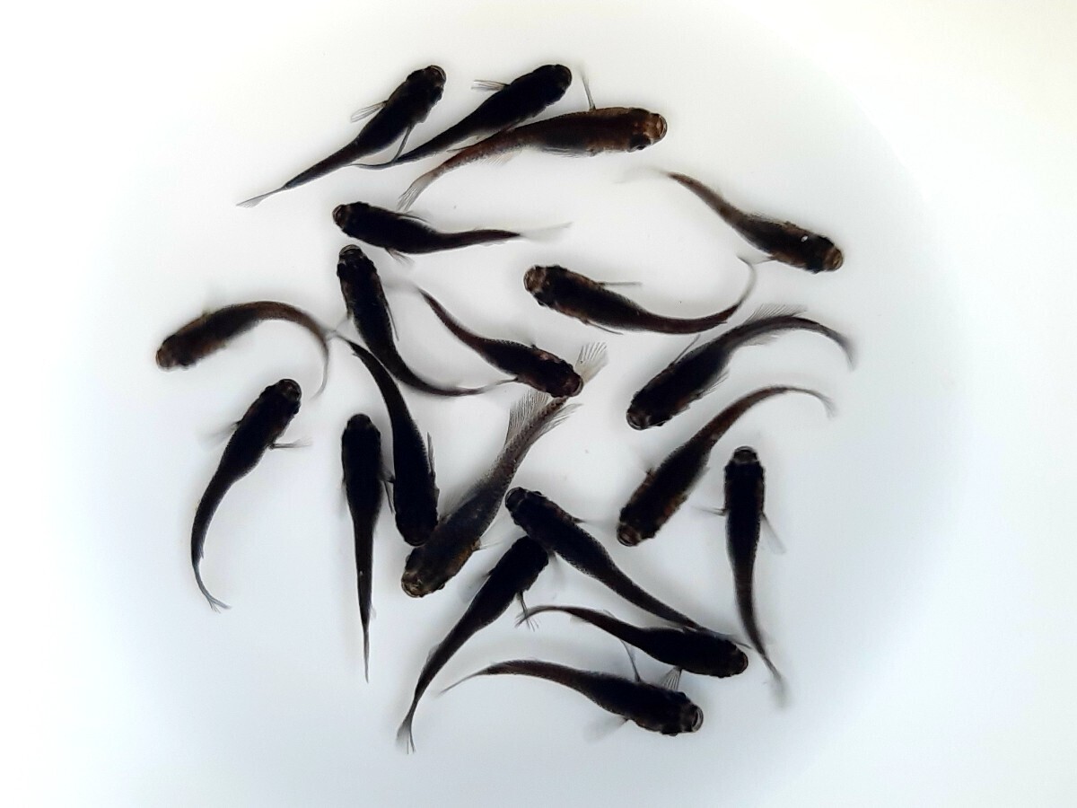 サタンヒレ長&ヒカリ体型 20匹 今年３月産まれ 若魚1～1.5㌢弱サイズ 現物出品 こうめだかRF-EVO の画像2