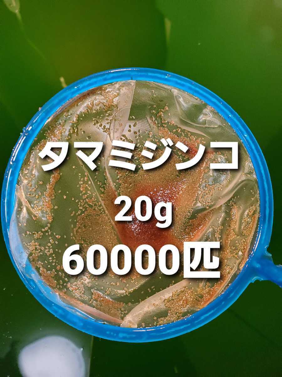【ミジンコの一平】タマミジンコ　20g ★60000匹！　めだか　熱帯魚_画像1
