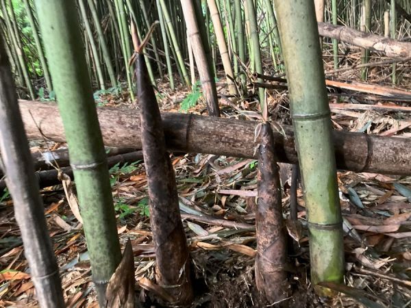 побеги бамбука подлинный бамбук редкий товар 9 kilo комплект 2024 отчетный год [ редкий товар ограничение предварительный заказ принимается ] подлинный бамбук 9 kilo комплект ( коробка . содержит 10 kilo в течение. отправка )