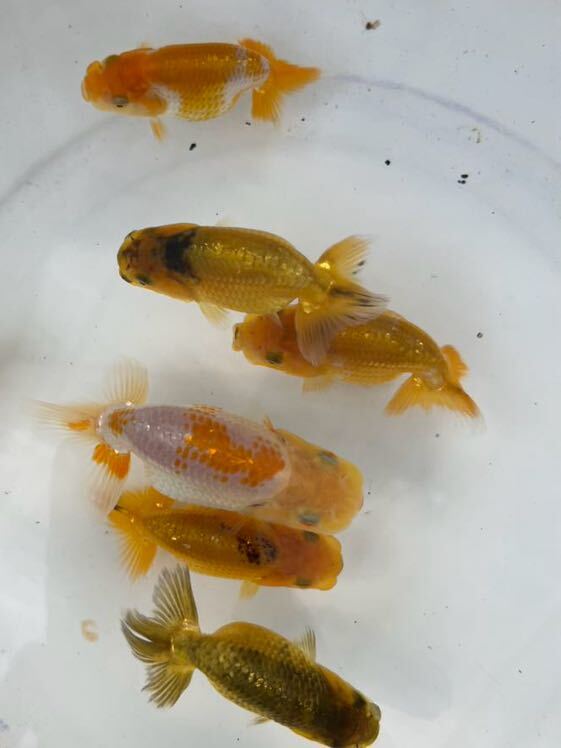 ⑦[ Japan one Ozeki ..][ cheap wistaria . fish place ] golgfish this year fish approximately 6.5~8cm 7 pcs 